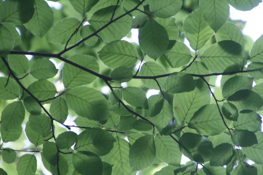 green leaves