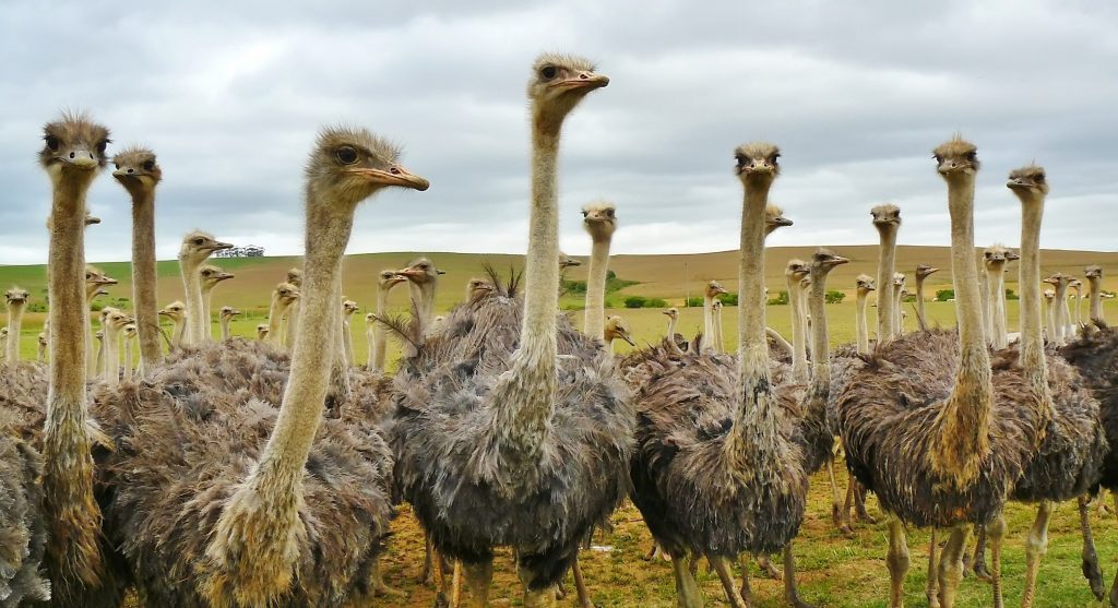 africa animal animals